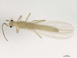 Image of Alloperla petasata Surdick 2004