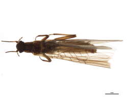 Image of Leuctra duplicata Claassen 1923