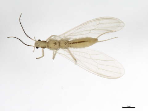 صورة Haploperla orpha (Frison 1937)