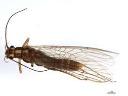 Image of Isoperla signata (Banks 1902)