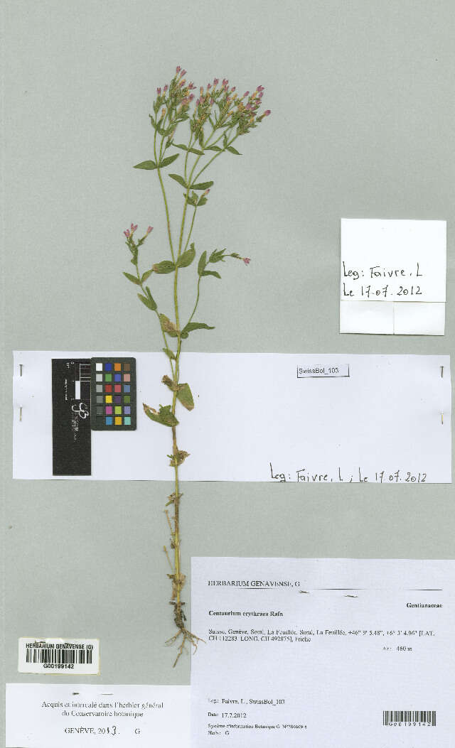 Image of Centaury