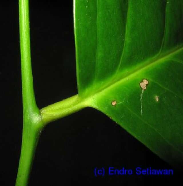 Image of Aquifoliales