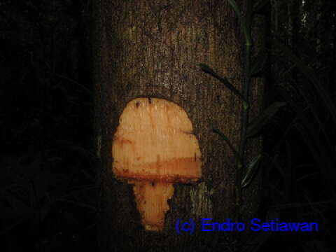 Image of fishtail palm