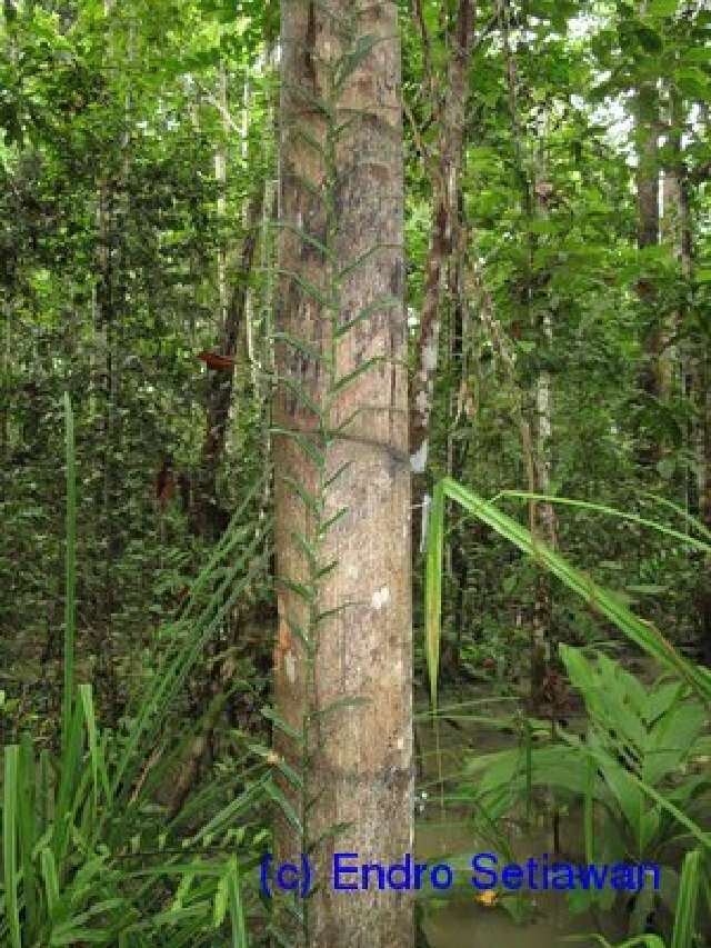 Image of fishtail palm