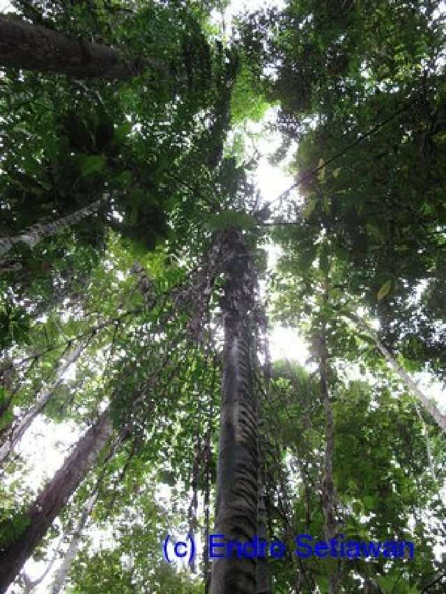 Image of fishtail palm