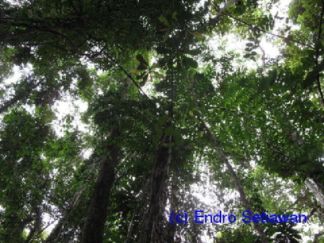 Image of fishtail palm