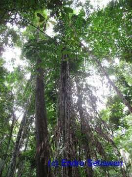 Caryota resmi