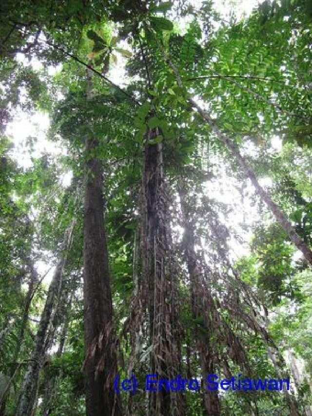 Image of fishtail palm