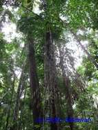 Image of fishtail palm