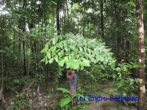 Caryota resmi