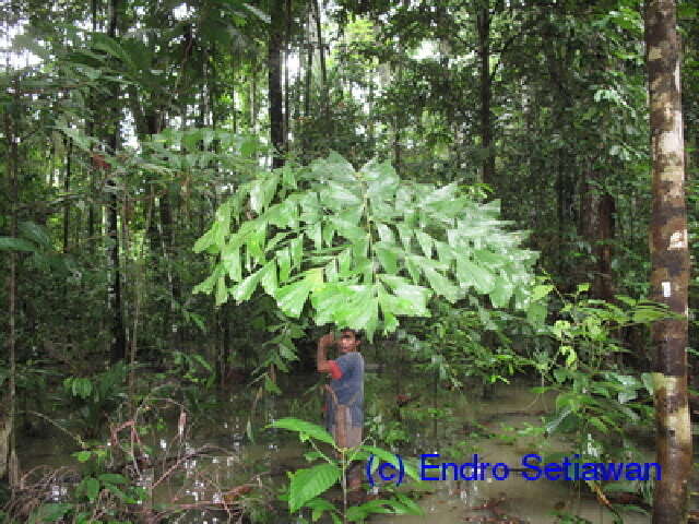 Image of fishtail palm