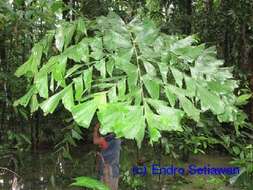 Image of fishtail palm