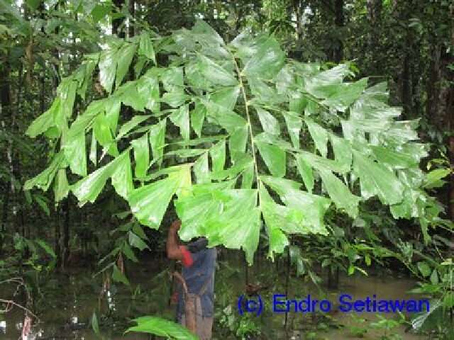 Image of fishtail palm