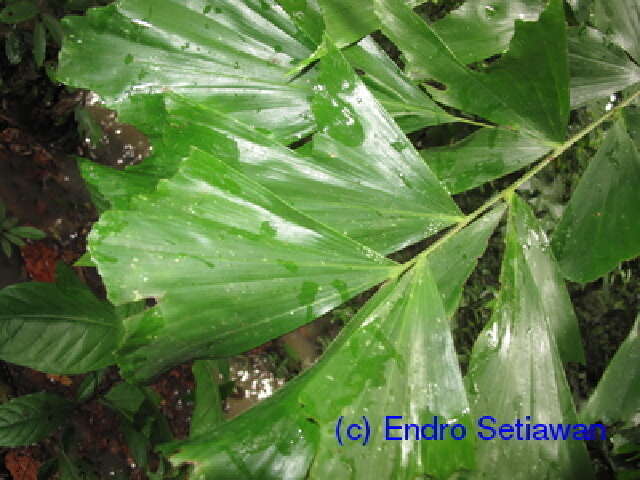 Image of fishtail palm