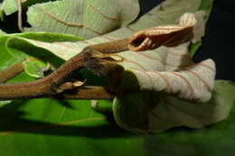 Image of bark cloth tree