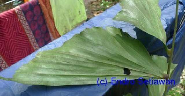 Image of fishtail palm