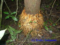 Image of fishtail palm