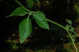 Image of Vitales