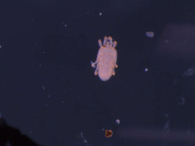 Image of false spider mites