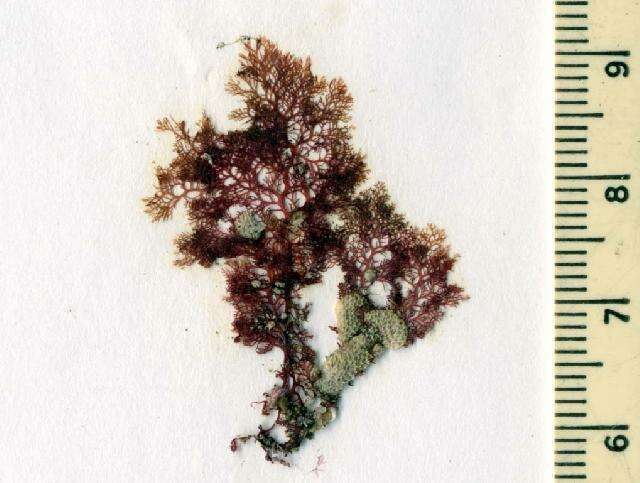 Image of Plocamium