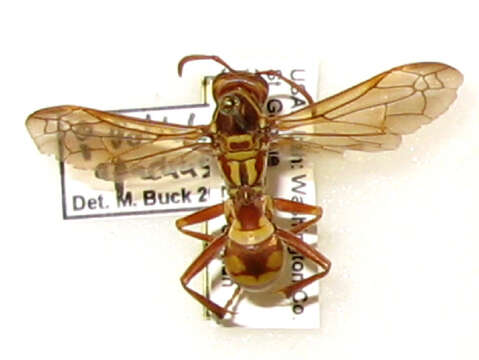 Image of Polistes apachus de Saussure 1857