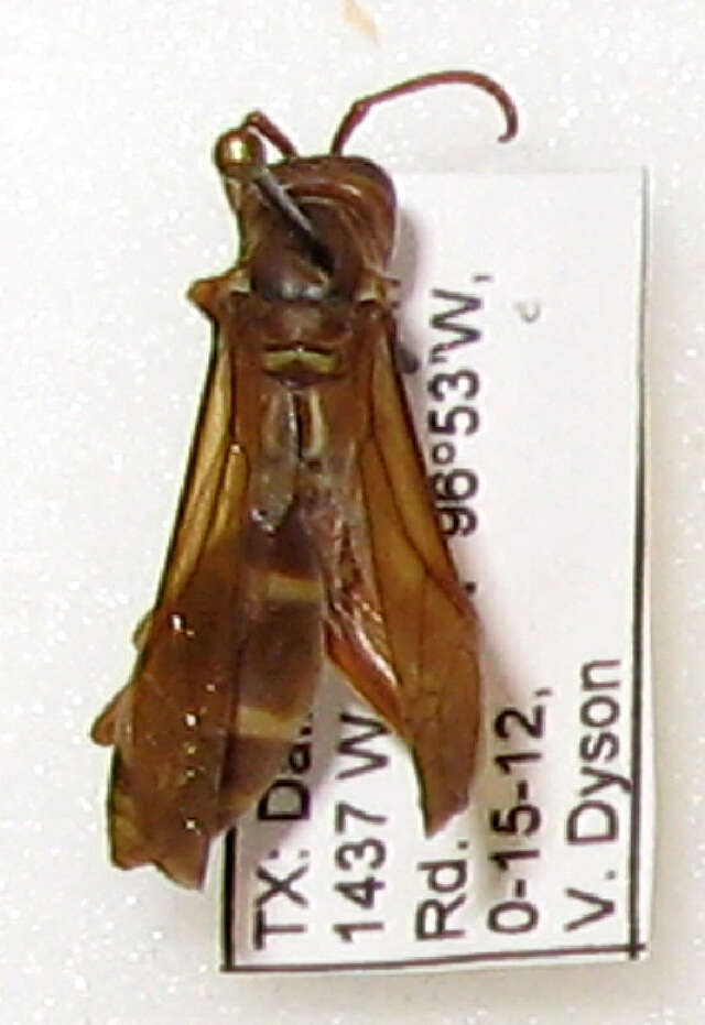 Image of Polistes texanus