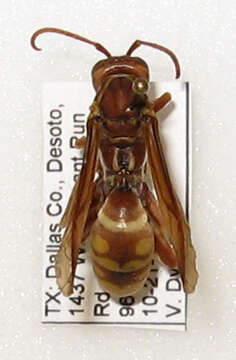 Image of Polistes texanus