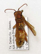 Image of Polistes texanus