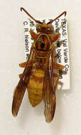 Image of Polistes flavus Cresson 1868