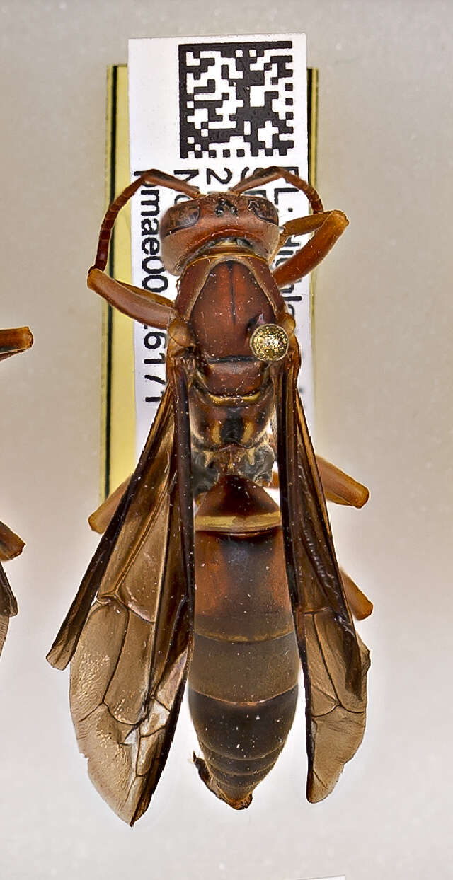 Image of Polistes