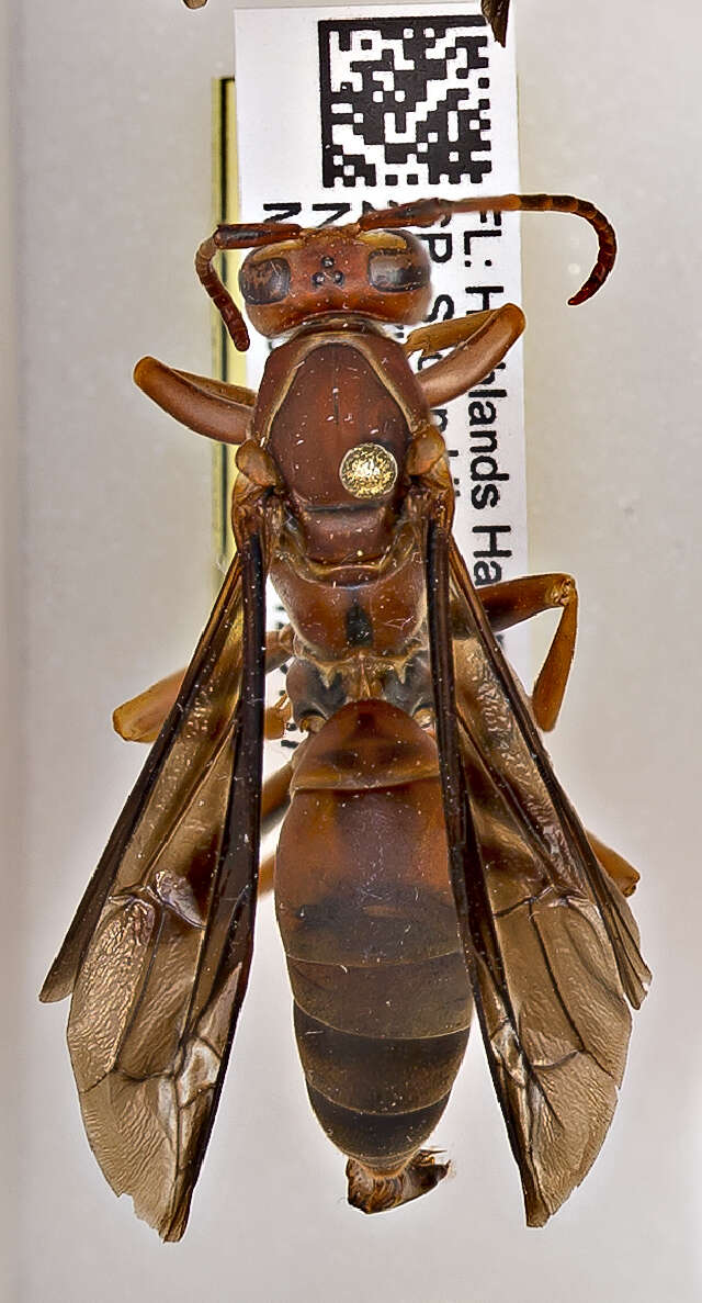 Image of Polistes