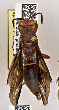 Image of Polistes