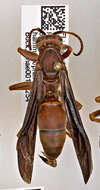 Image of Polistes