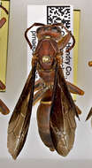 Image of Polistes