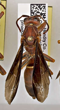 Image of Polistes