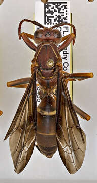 Image of Polistes