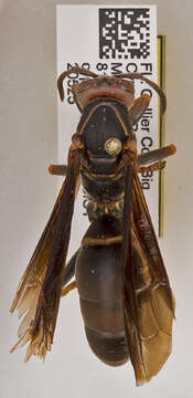 Image of Polistes