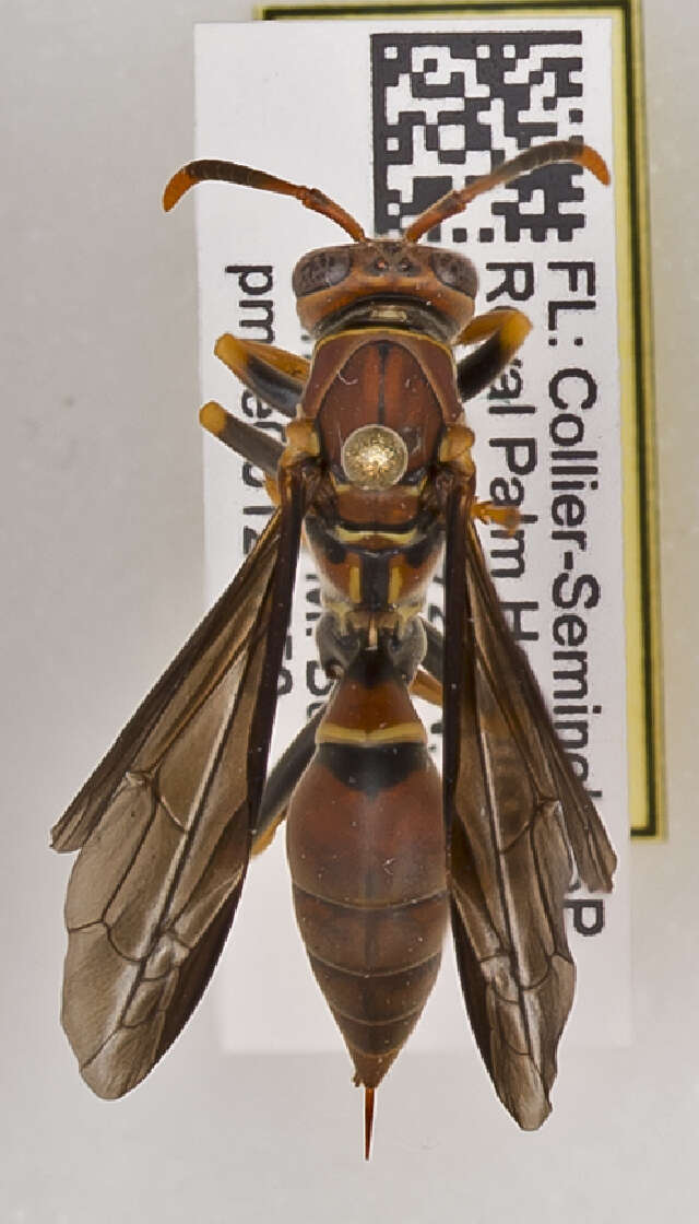 Image of Polistes bahamensis Bequard & Salt 1931