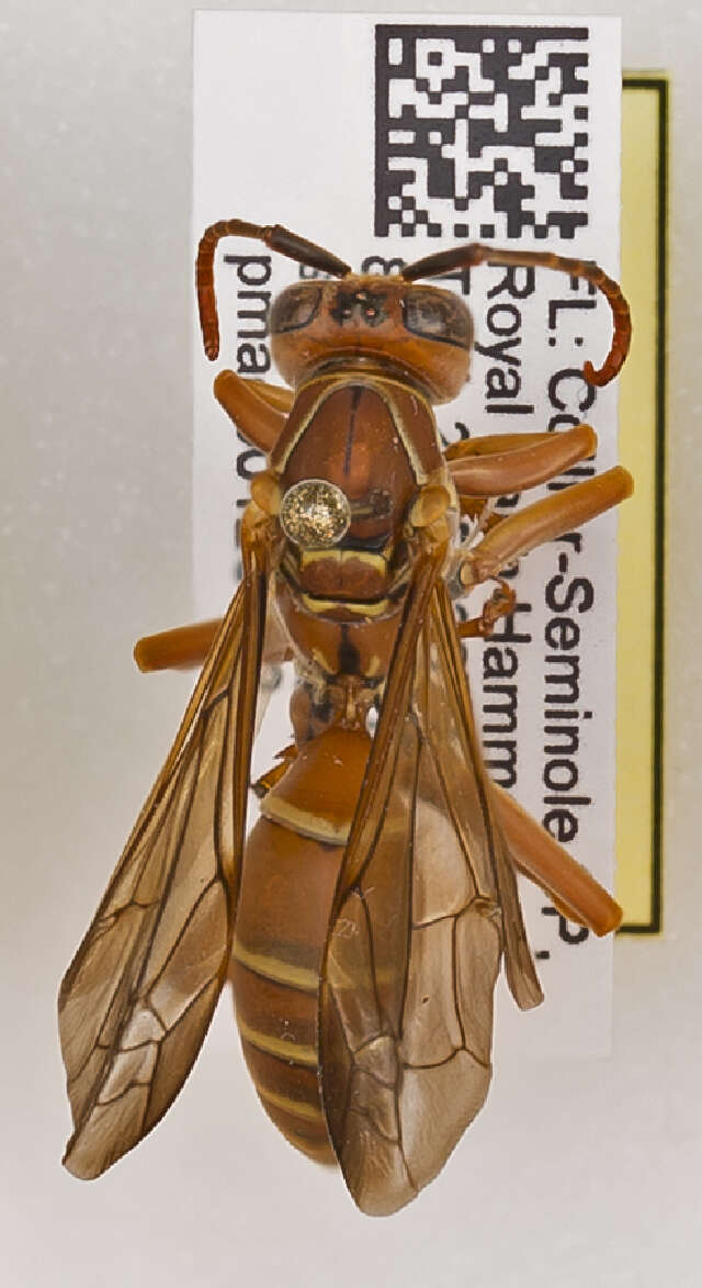 Image of Polistes bellicosus Cresson 1872