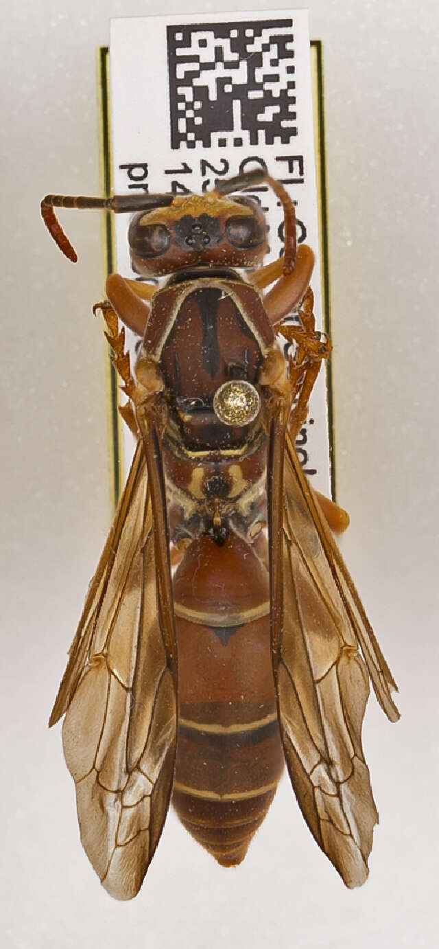 Image of Polistes bellicosus Cresson 1872