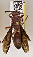 Imagem de Polistes metricus Say 1831