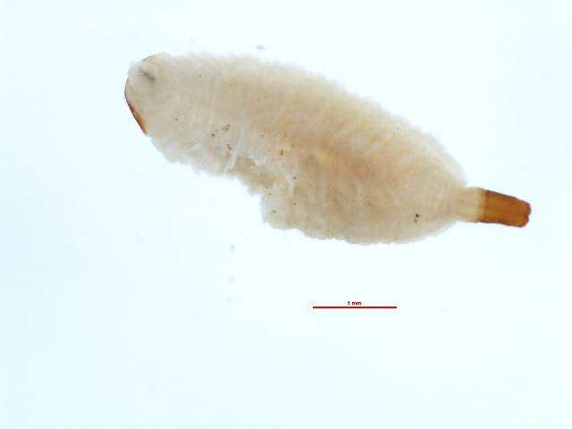 Image of Trichopsomyia