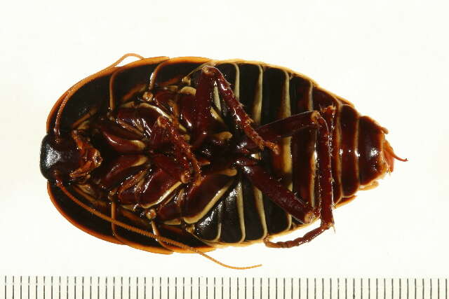 Image of Botany Bay Cockroach