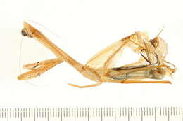 Image of Purple-winged mantis