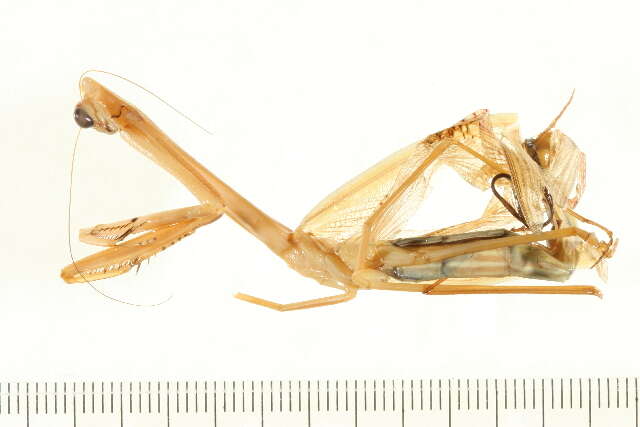 Image of Purple-winged mantis