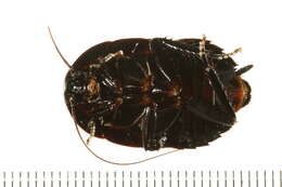 Image of Blattoidae