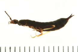 Image of common earwigs