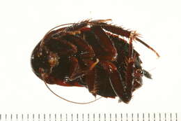 Image of <i>Melanozosteria mjobergi</i>