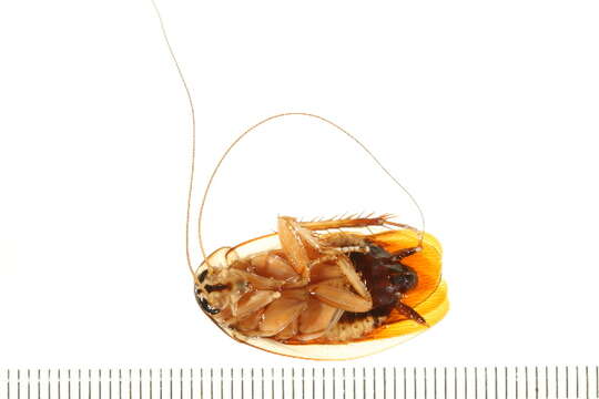 Image of blattid cockroaches