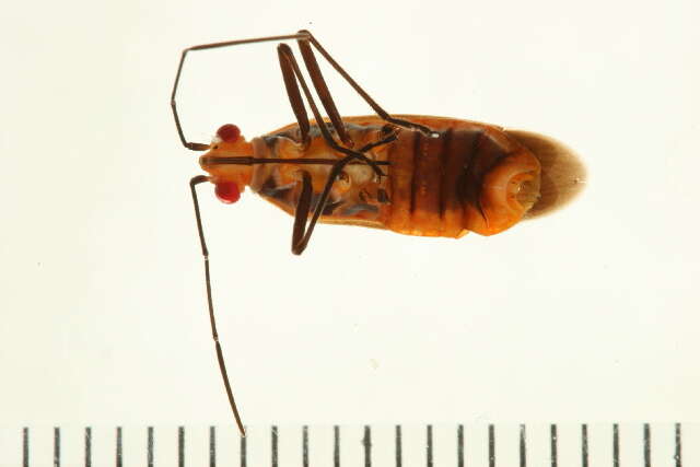 Leptocoris tagalicus Burmeister 1834 resmi